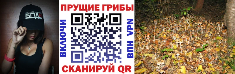 Псилоцибиновые грибы Psilocybine cubensis  Донской 