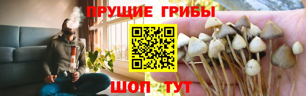 Галлюциногенные грибы Psilocybe Донской